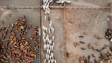 Peternakan Sapi Modern Brasil