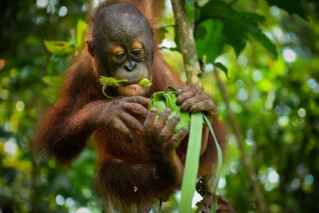 Suasana Lebaran di Pusat Rehabilitasi Satwa Kaltim bersama sejumlah primata khas Borneo. (IST)