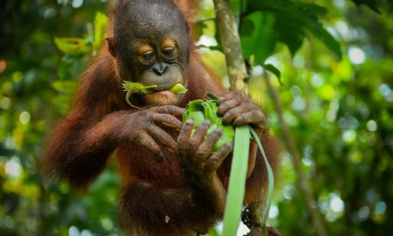 Suasana Lebaran di Pusat Rehabilitasi Satwa Kaltim bersama sejumlah primata khas Borneo. (IST)