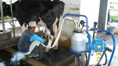 Produksi Susu Nasional
