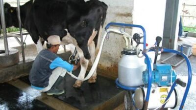 Produksi Susu Nasional