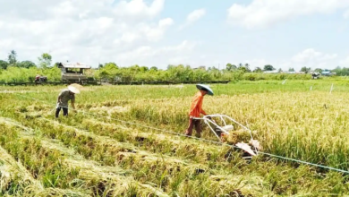 Kaltim Percepat Cetak Sawah Baru