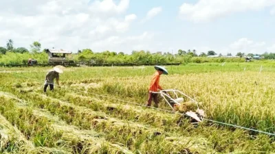 Kaltim Percepat Cetak Sawah Baru