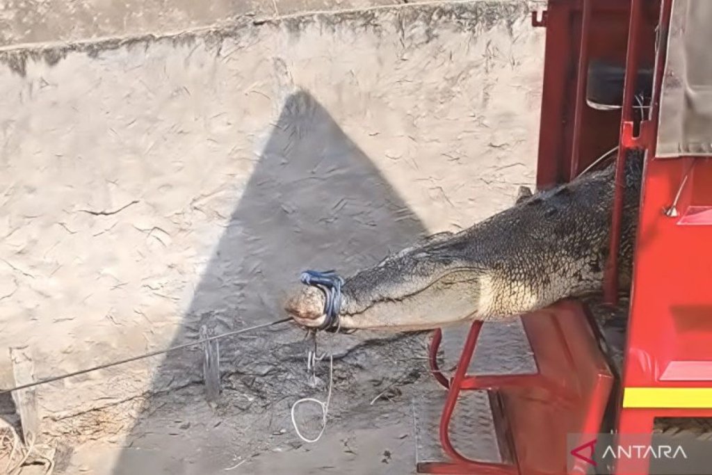 buaya hasil evakuasi - Petugas Disdamkartan Kutim saat bersiap mengantar buaya hasil evakuasi menuju Penangkaran Teritip, Balikpapan.