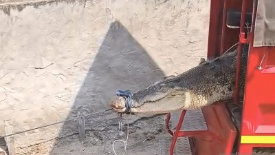 buaya hasil evakuasi - Petugas Disdamkartan Kutim saat bersiap mengantar buaya hasil evakuasi menuju Penangkaran Teritip, Balikpapan.
