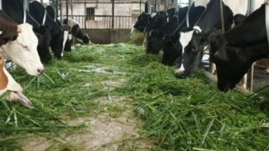 Dinas Peternakan dan Kesehatan Hewan (DPKH) mengingatkan peternak soal pakan