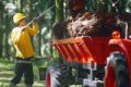 laba bersih Astra Agro - Ilustrasi aktivitas operasional perkebunan kelapa sawit PT Astra Agro Lestari Tbk.