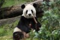 dua panda tiba di as - Dua panda raksasa saat tiba di bandara sebelum dibawa ke Kebun Binatang Atlanta.