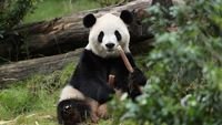 dua panda tiba di as - Dua panda raksasa saat tiba di bandara sebelum dibawa ke Kebun Binatang Atlanta.
