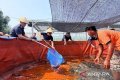 pembinaan vokasi WBP - Ilustrasi kegiatan pembinaan vokasi WBP oleh Ditjen Pemasyarakatan Kaltim di sektor perkebunan.