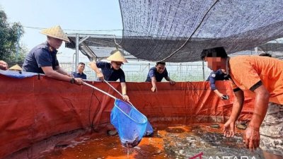 pembinaan vokasi WBP - Ilustrasi kegiatan pembinaan vokasi WBP oleh Ditjen Pemasyarakatan Kaltim di sektor perkebunan.