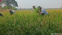 genjot hasil panen - Petani di Indramayu saat mengikuti program pendampingan pertanian dari Pertamina EP Jatibarang Field untuk meningkatkan produktivitas.