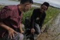 WNI jadi petani sukses - Cak Anas, WNI asal Lumajang yang sukses menjadi petani mandiri di Jepang dengan menggarap lahan milik warga lansia.