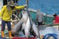 kuota tangkapan tuna - Ilustrasi aktivitas penangkapan ikan tuna sirip biru oleh nelayan Indonesia di perairan laut lepas.
