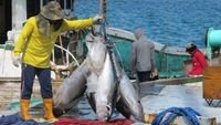 kuota tangkapan tuna - Ilustrasi aktivitas penangkapan ikan tuna sirip biru oleh nelayan Indonesia di perairan laut lepas.