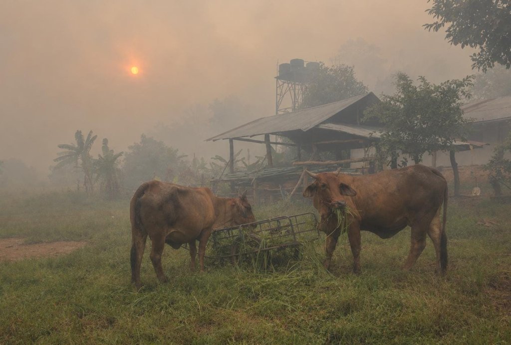 Ilustrassi hewan ternak di tengah kabut asap kebakaran hutan dan lahan (karhutla) 