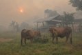 Ilustrassi hewan ternak di tengah kabut asap kebakaran hutan dan lahan (karhutla) 
