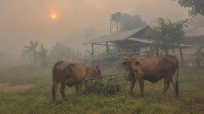 Ilustrassi hewan ternak di tengah kabut asap kebakaran hutan dan lahan (karhutla) 
