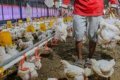 harga ayam hidup - Ilustrasi peternakan ayam potong mandiri yang terdampak anjloknya harga jual di tingkat kandang.