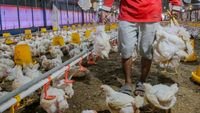 harga ayam hidup - Ilustrasi peternakan ayam potong mandiri yang terdampak anjloknya harga jual di tingkat kandang.